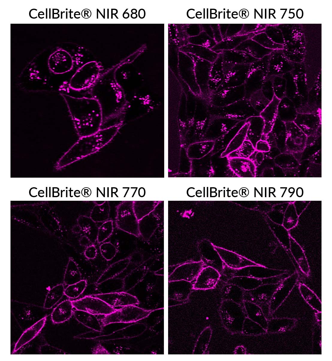 CellBrite® Cytoplasmic Membrane Dyes - Image 11