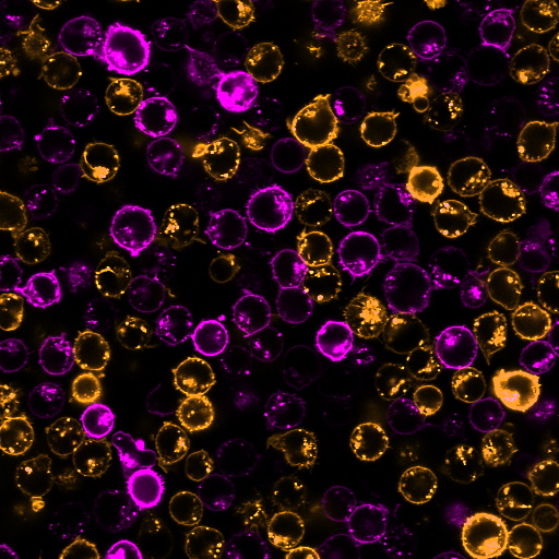 CellBrite® Cytoplasmic Membrane Dyes - Image 7