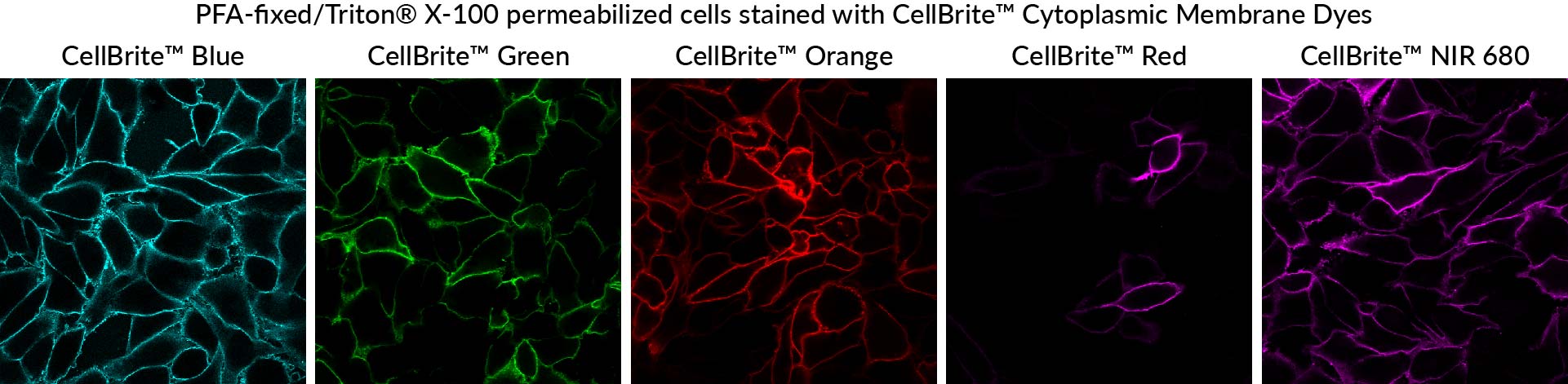 CellBrite® Cytoplasmic Membrane Dyes - Image 9