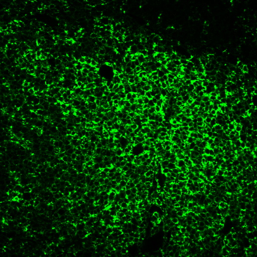 CF® Dye Tyramide - Image 8