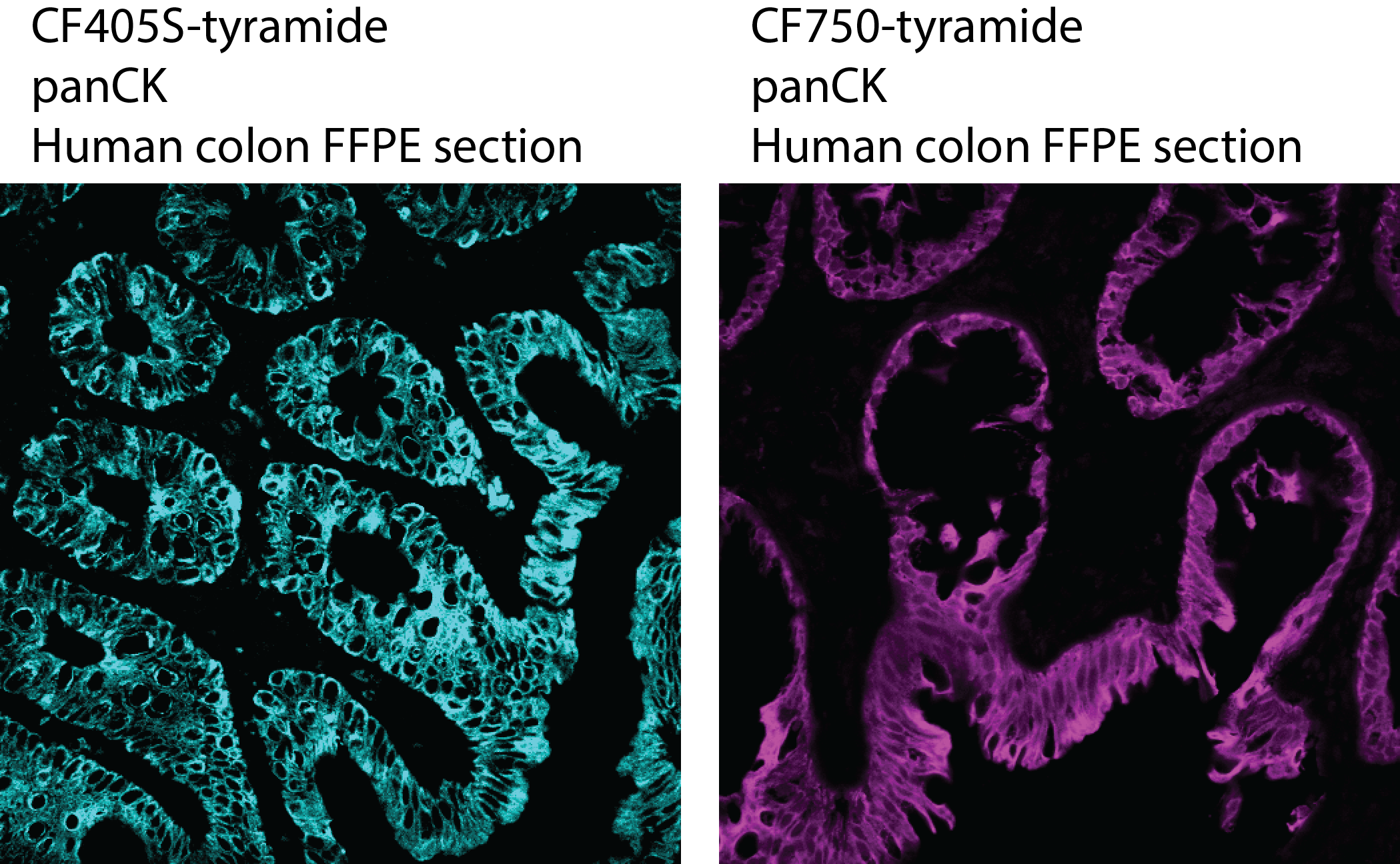 CF® Dye Tyramide - Image 4