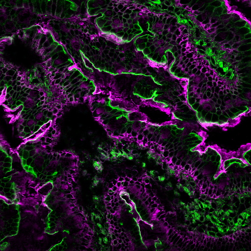 Wheat Germ Agglutinin (WGA) Conjugates - Image 8