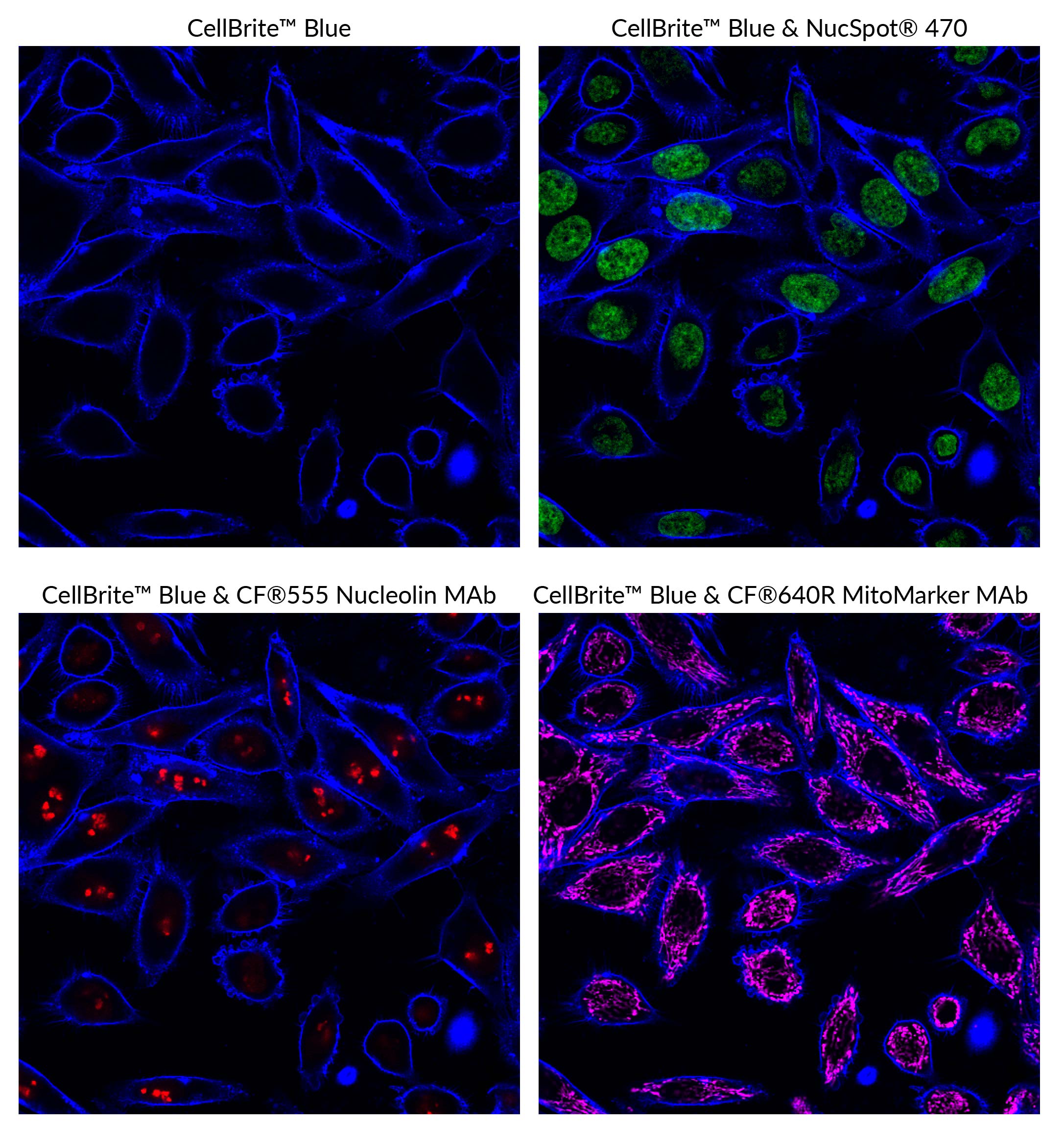 CellBrite® Cytoplasmic Membrane Dyes - Image 8