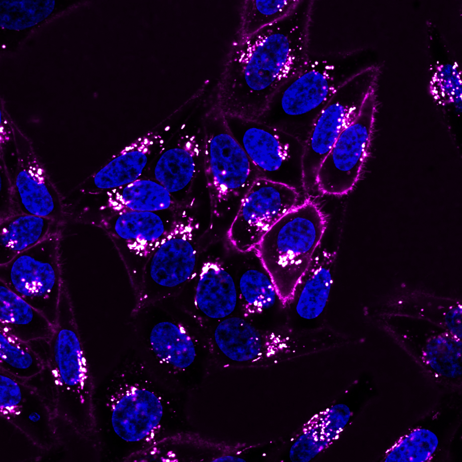 CellBrite NIR Cytoplasmic Membrane Dyes