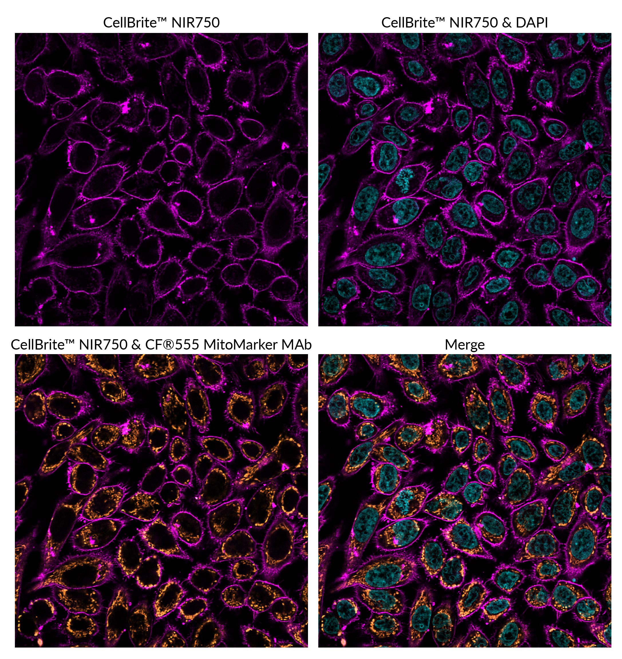 CellBrite® Cytoplasmic Membrane Dyes - Image 13