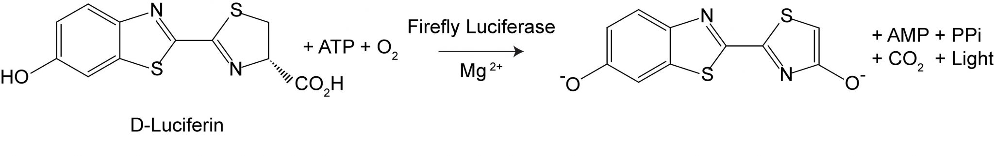 Firefly Luciferase Assay Kit (Lyophilized) - Image 2