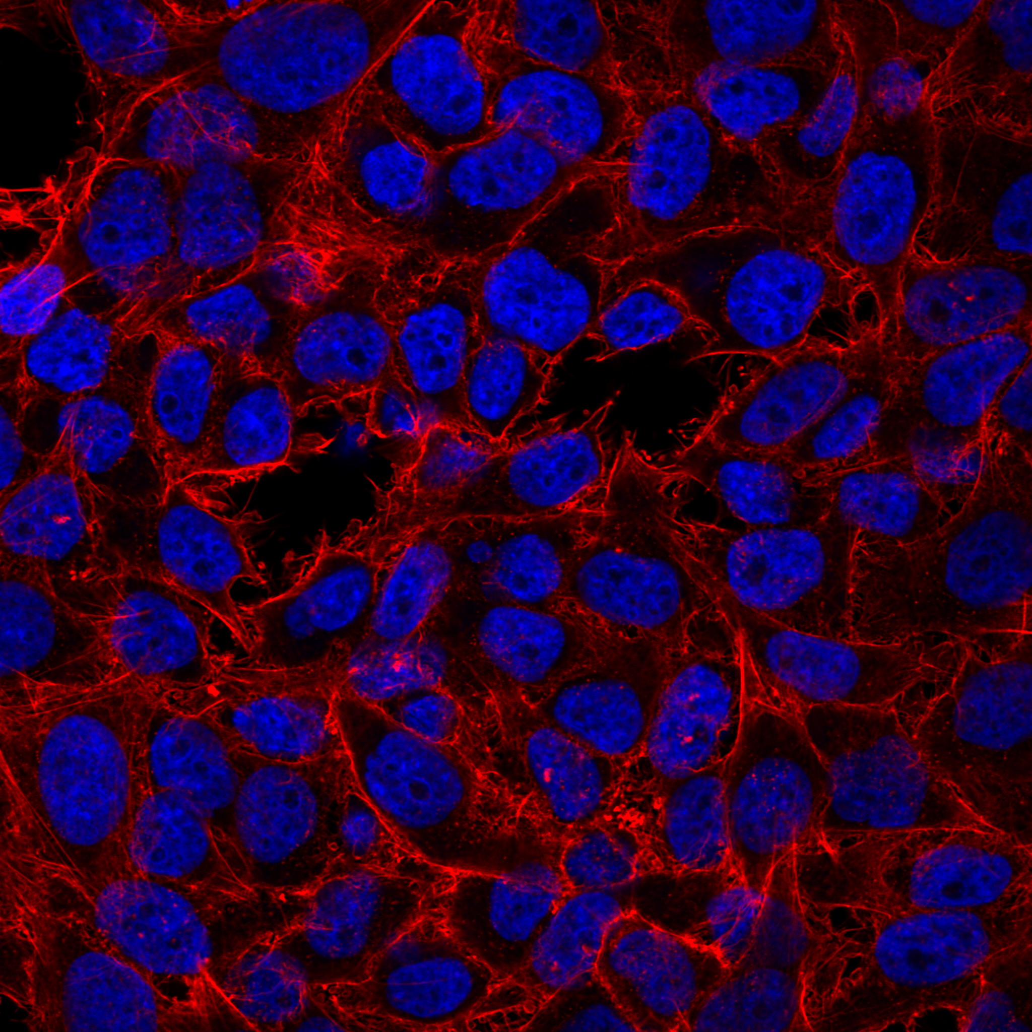 EverBrite™ Hardset Mounting Medium - Image 2
