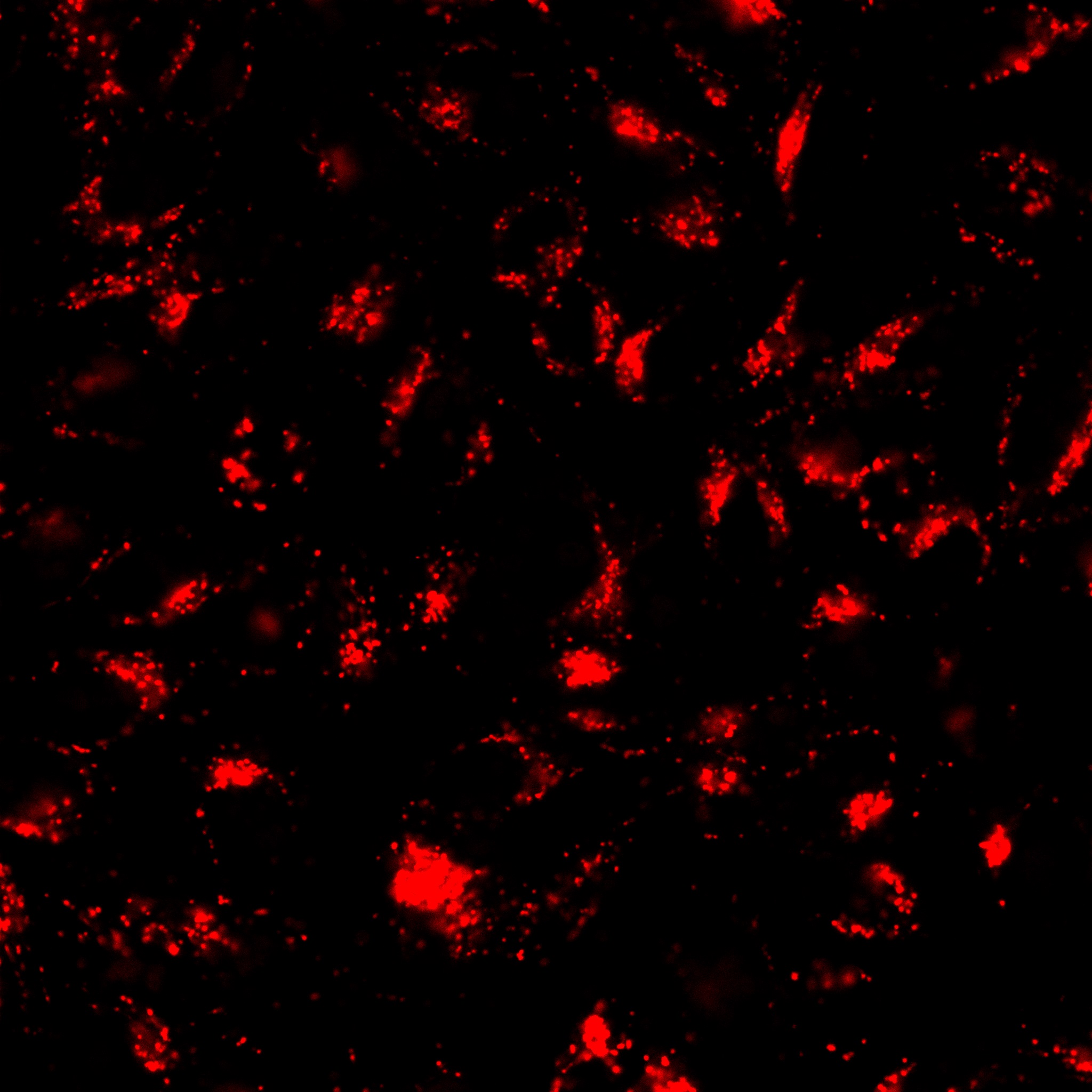 LysoView™ Dyes - Image 7