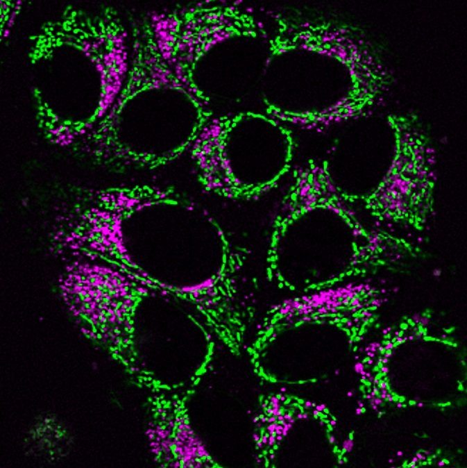 LysoView™ Dyes - Image 9