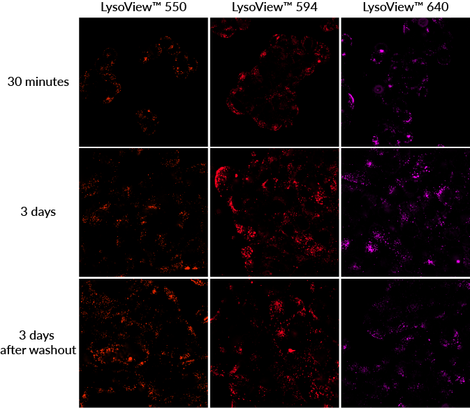 LysoView™ Dyes - Image 3