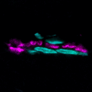 α-Bungarotoxin, CF® Dye and Other Conjugates - Image 2