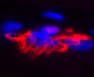 α-Bungarotoxin, CF® Dye and Other Conjugates - Image 3