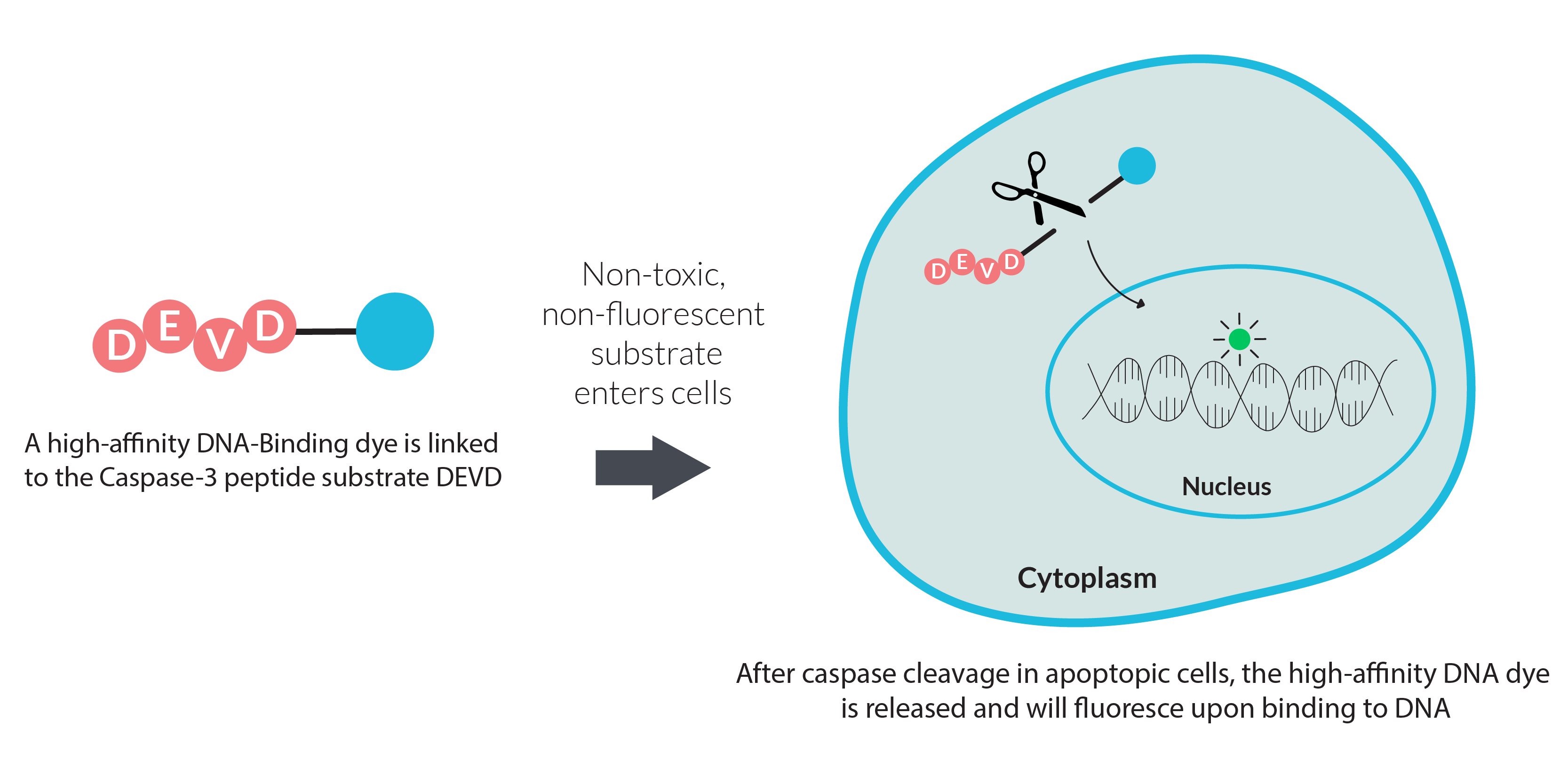 NucView® Caspase-3 Enzyme Substrates - Image 4
