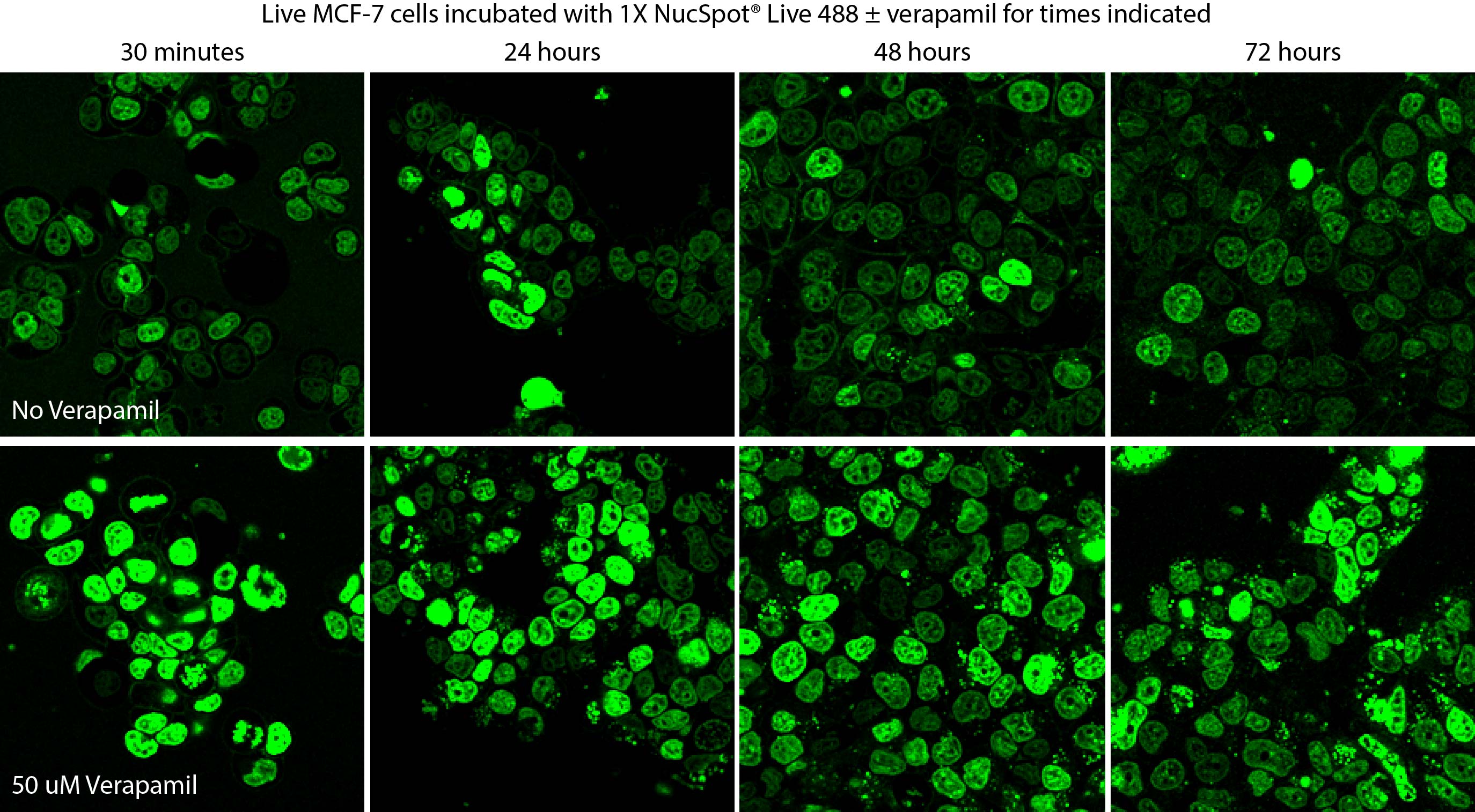 NucSpot® Live Cell Nuclear Stains - Image 8