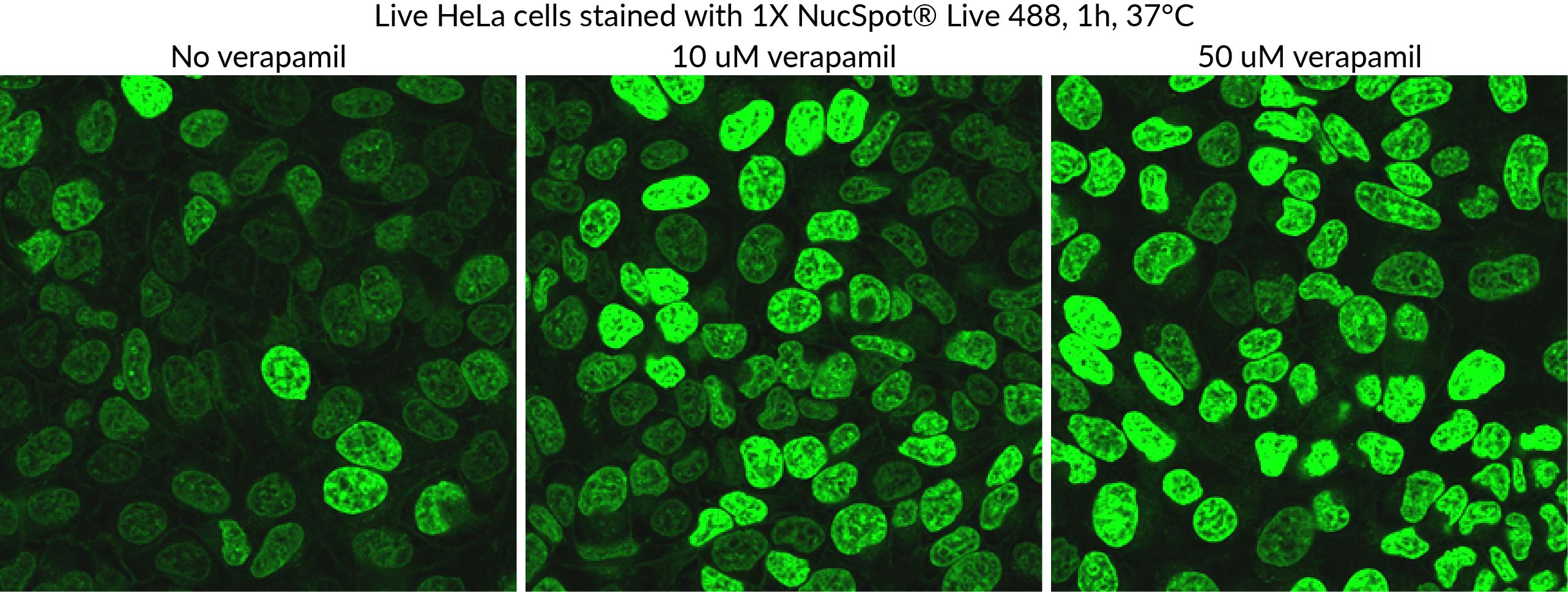 NucSpot® Live Cell Nuclear Stains - Image 6