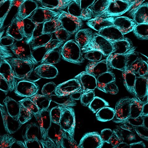 ViaFluor® Live Cell Microtubule Stains - Image 6