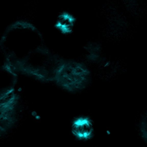 ViaFluor® Live Cell Microtubule Stains - Image 7