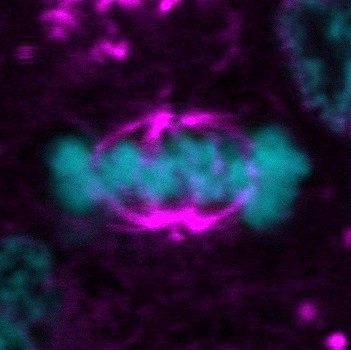 ViaFluor® Live Cell Microtubule Stains - Image 4