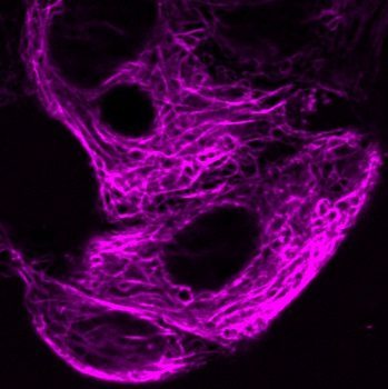 ViaFluor® Live Cell Microtubule Stains - Image 5