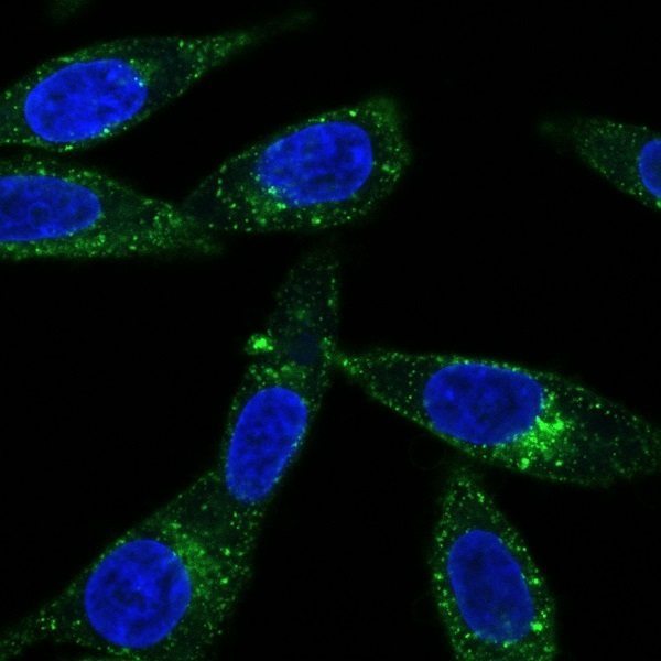 Transferrin (Human) CF® Dye Conjugates - Image 3