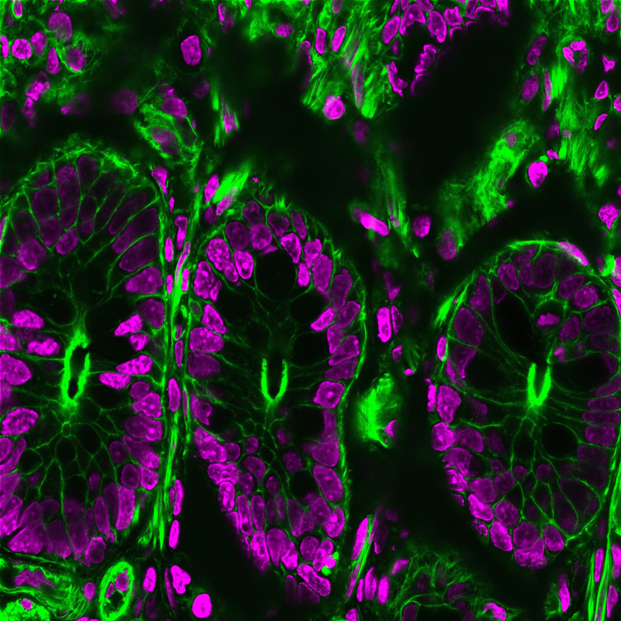 NucSpot® Nuclear Stains - Image 4
