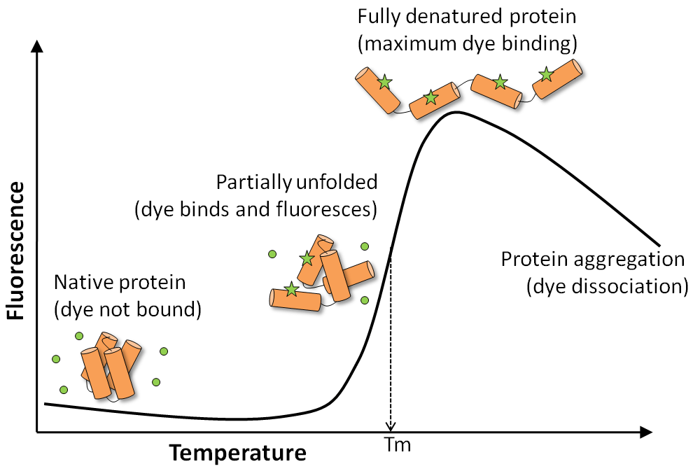 GloMelt™ 2.0 Thermal Shift Protein Stability Kit - Image 3