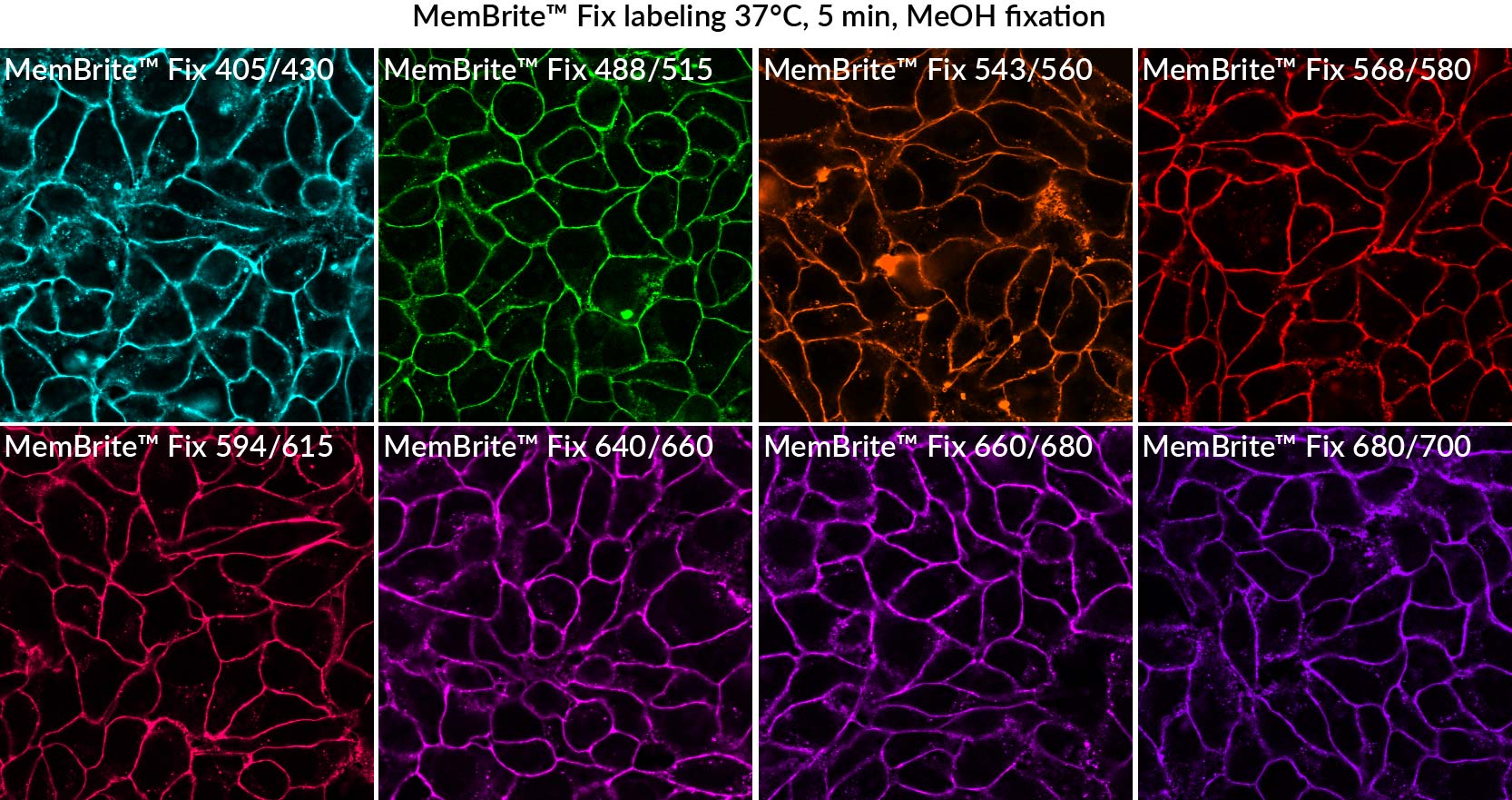 MemBrite® Fix Cell Surface Staining Kits - Image 5