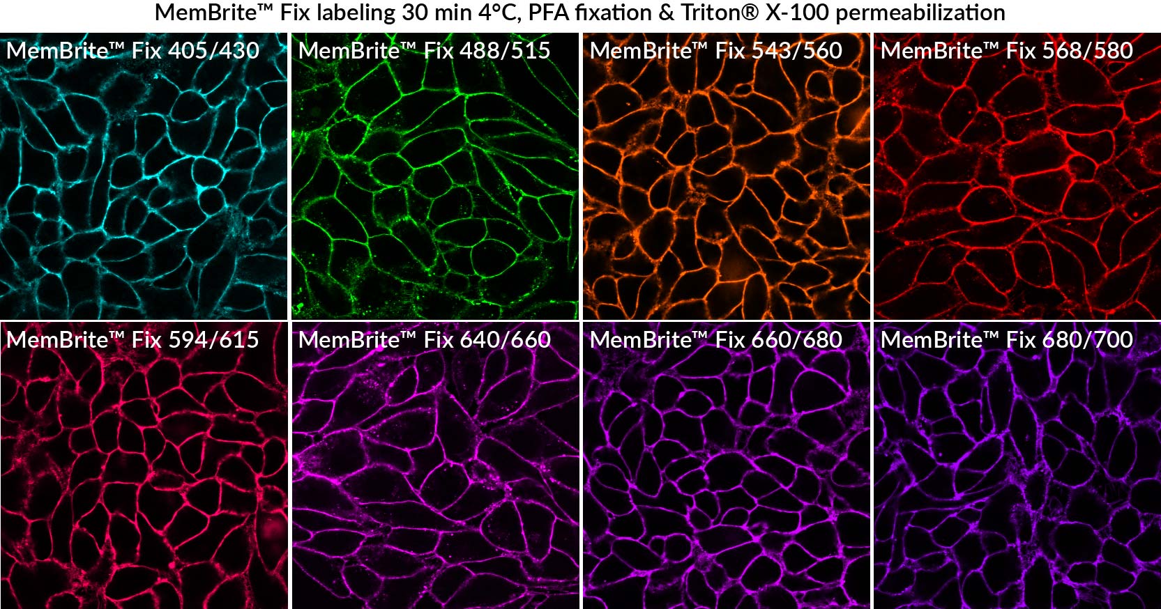 MemBrite® Fix Cell Surface Staining Kits - Image 6
