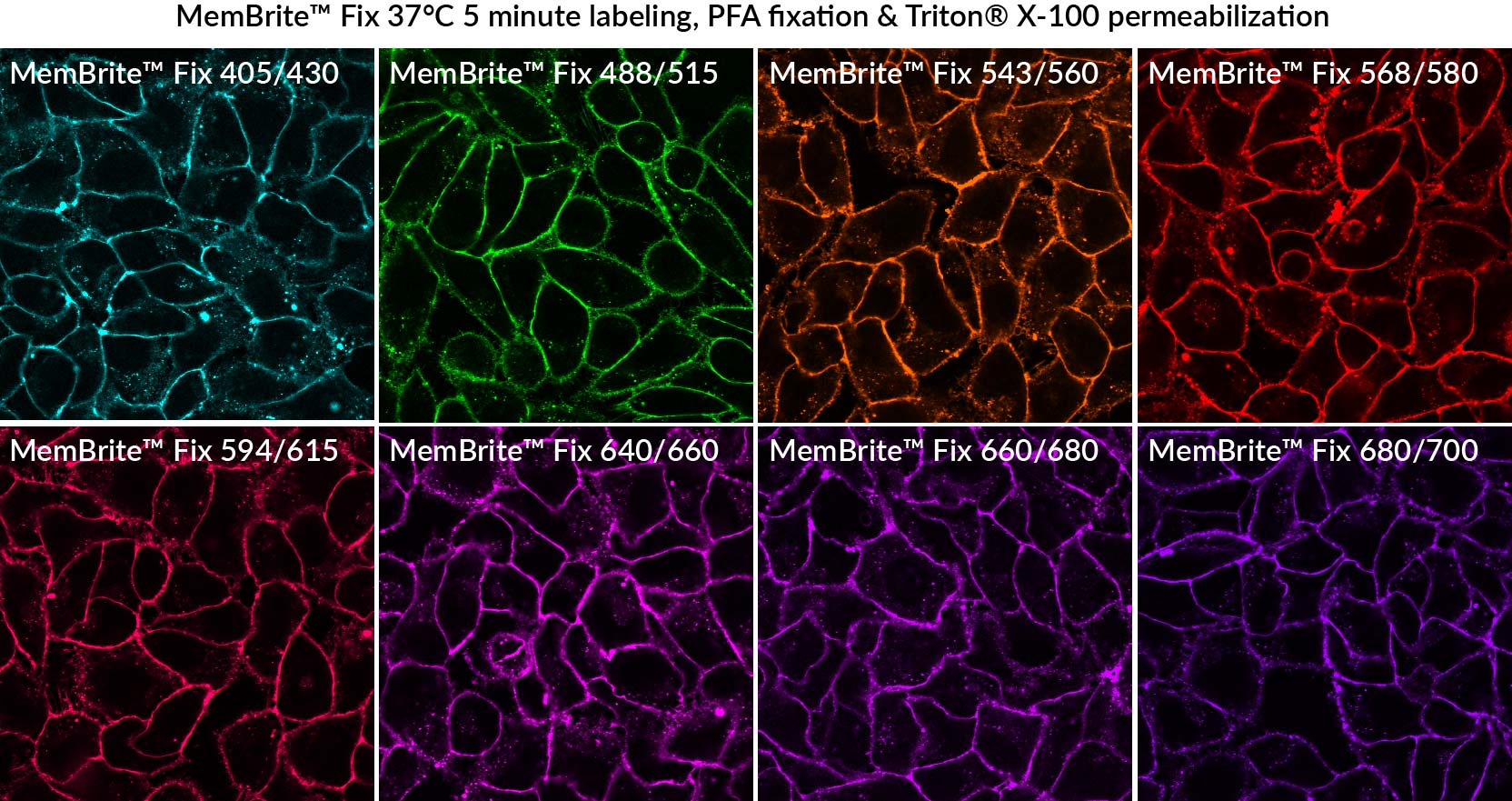MemBrite® Fix Cell Surface Staining Kits - Image 4