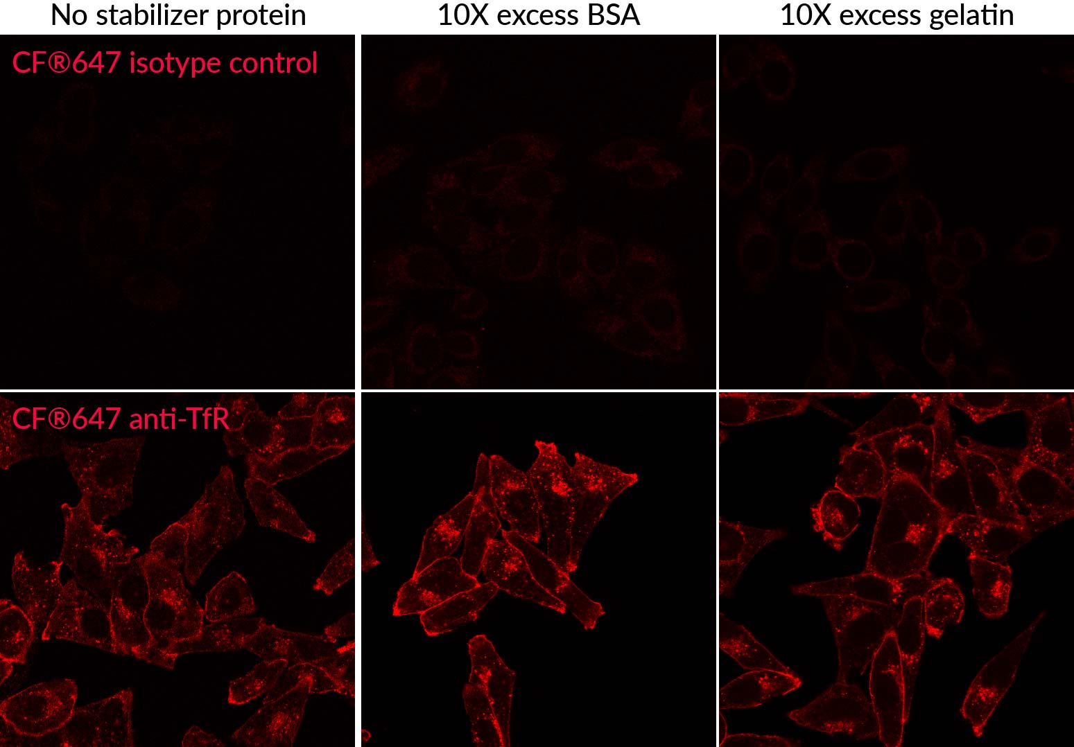 Mix-n-Stain™ Maxi Antibody Labeling Kits, 1 mg Labeling - Image 4