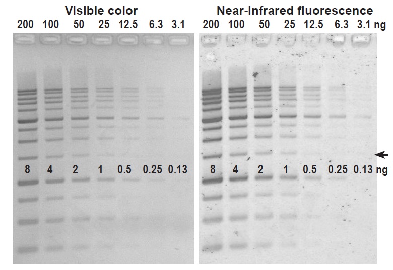DNAzure® Blue Nucleic Acid Gel Stain, 100X