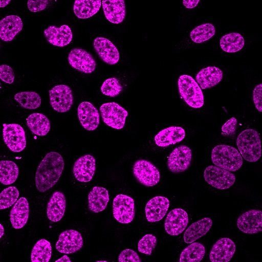 NucSpot® Live Cell Nuclear Stains