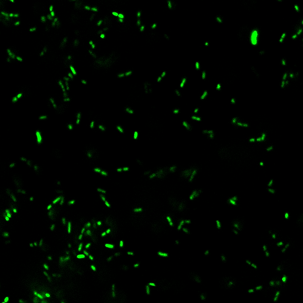 BactoView™ Live Fluorescent Bacterial Stains - Image 5