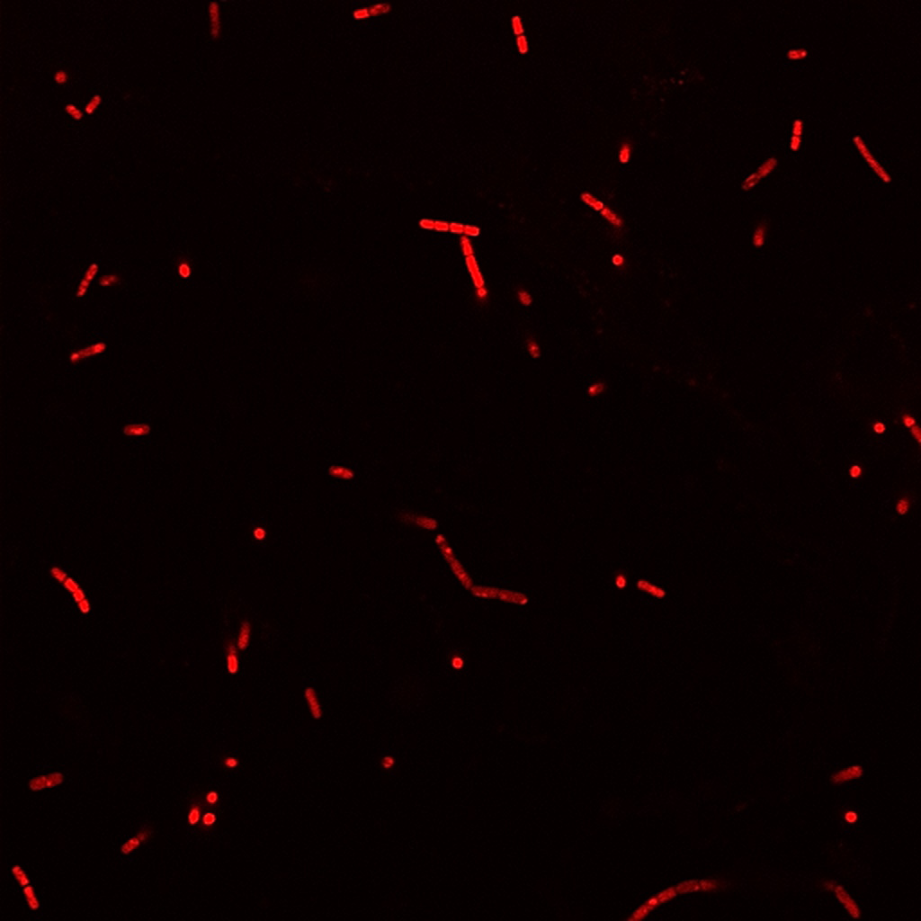BactoView™ Live Fluorescent Bacterial Stains - Image 6