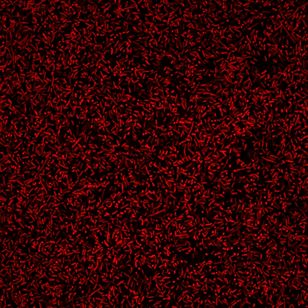 BactoView™ Live Fluorescent Bacterial Stains - Image 7