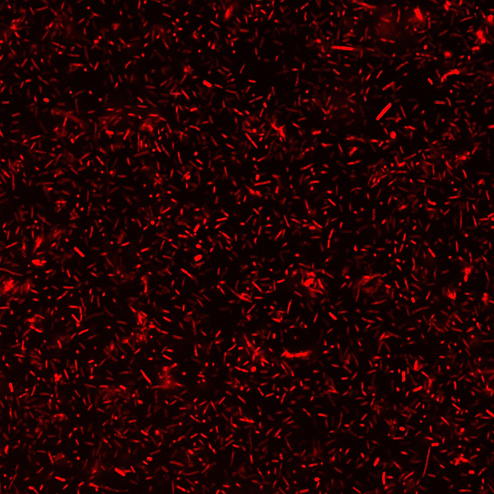 BactoView™ Live Fluorescent Bacterial Stains - Image 8