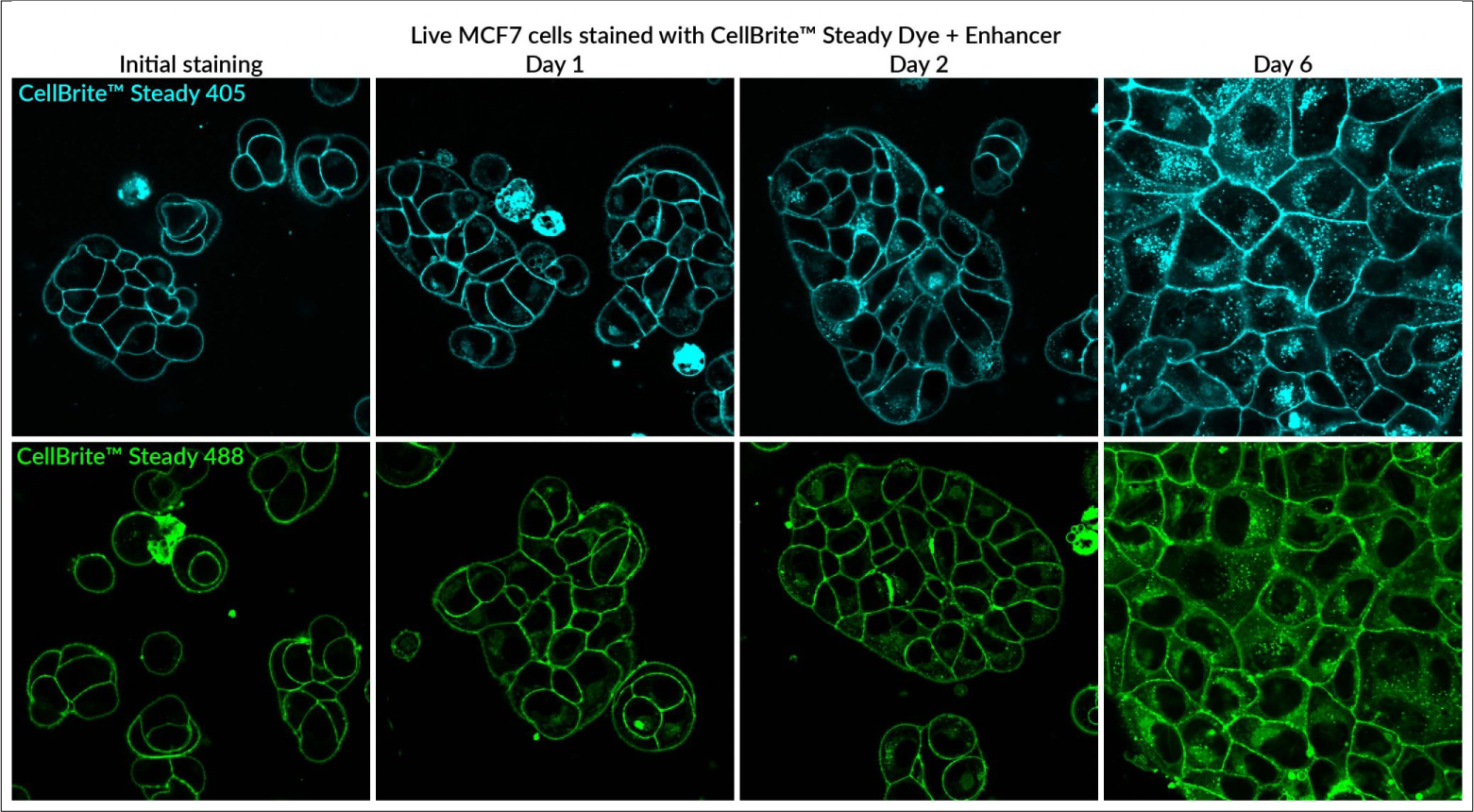 CellBrite® Steady Membrane Staining Kits - Image 6