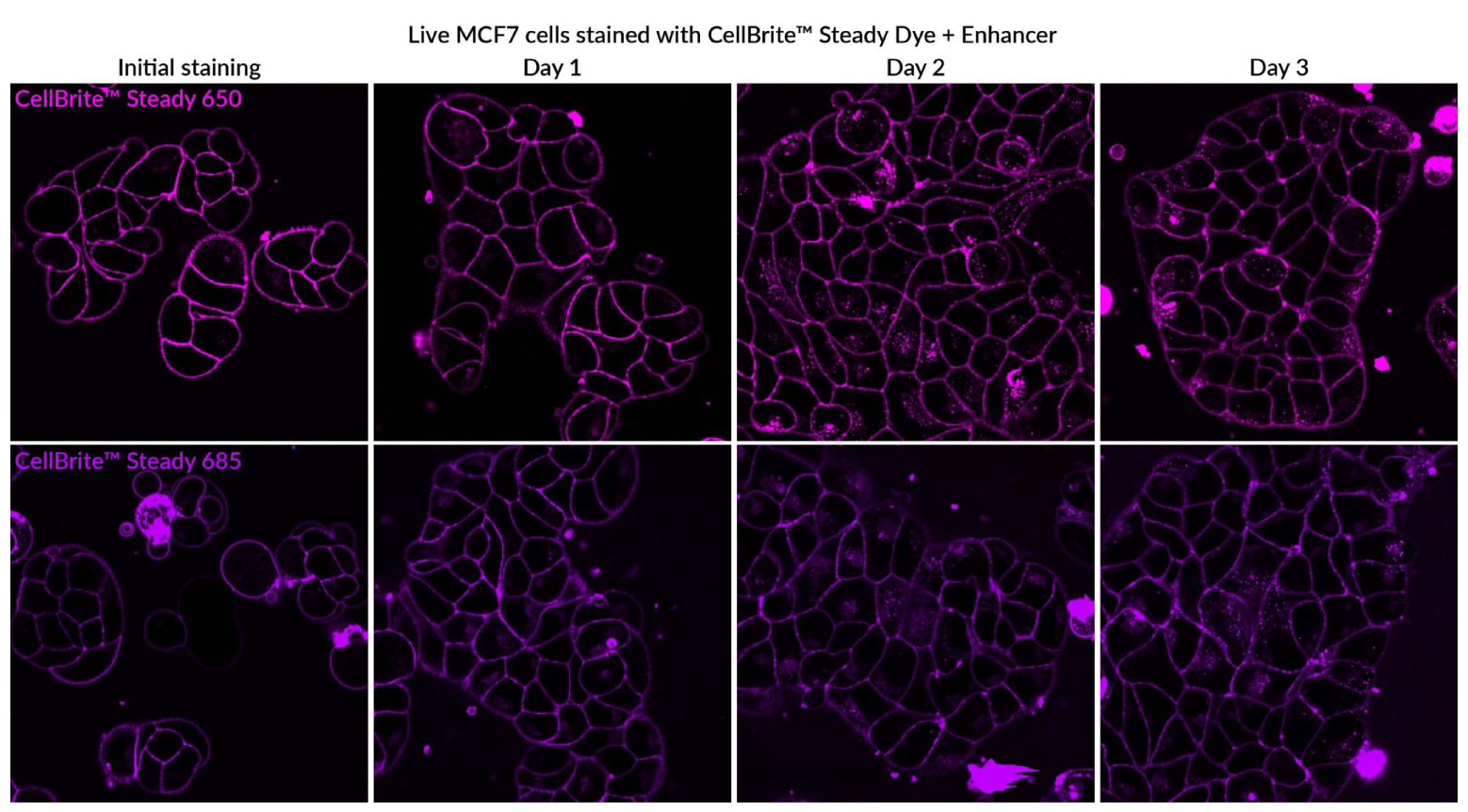CellBrite® Steady Membrane Staining Kits - Image 7