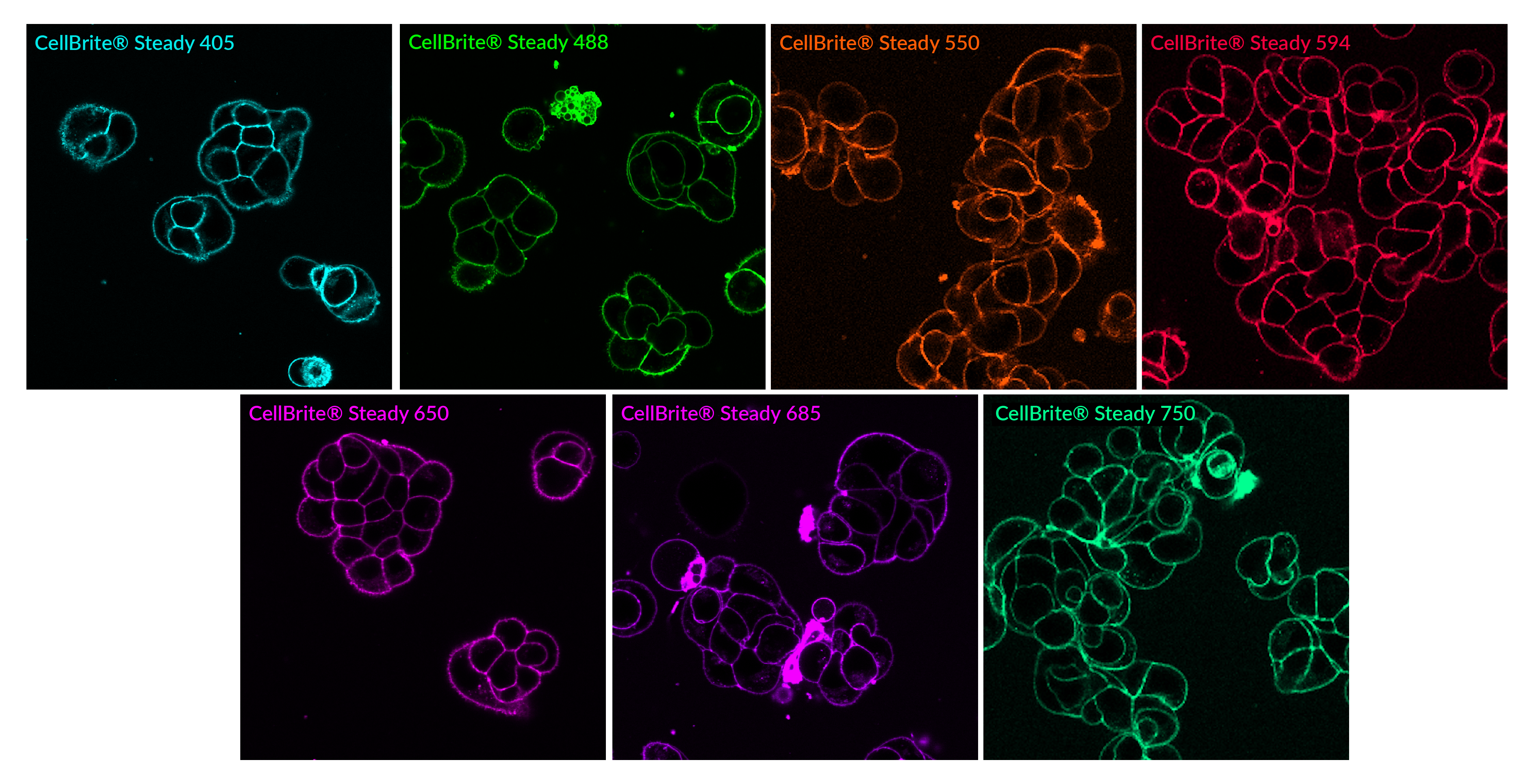 CellBrite® Steady Membrane Staining Kits - Image 2