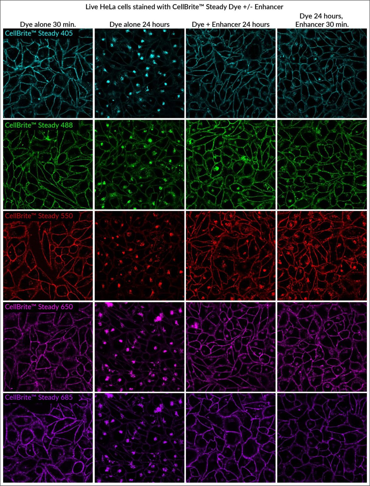 CellBrite® Steady Membrane Staining Kits - Image 4