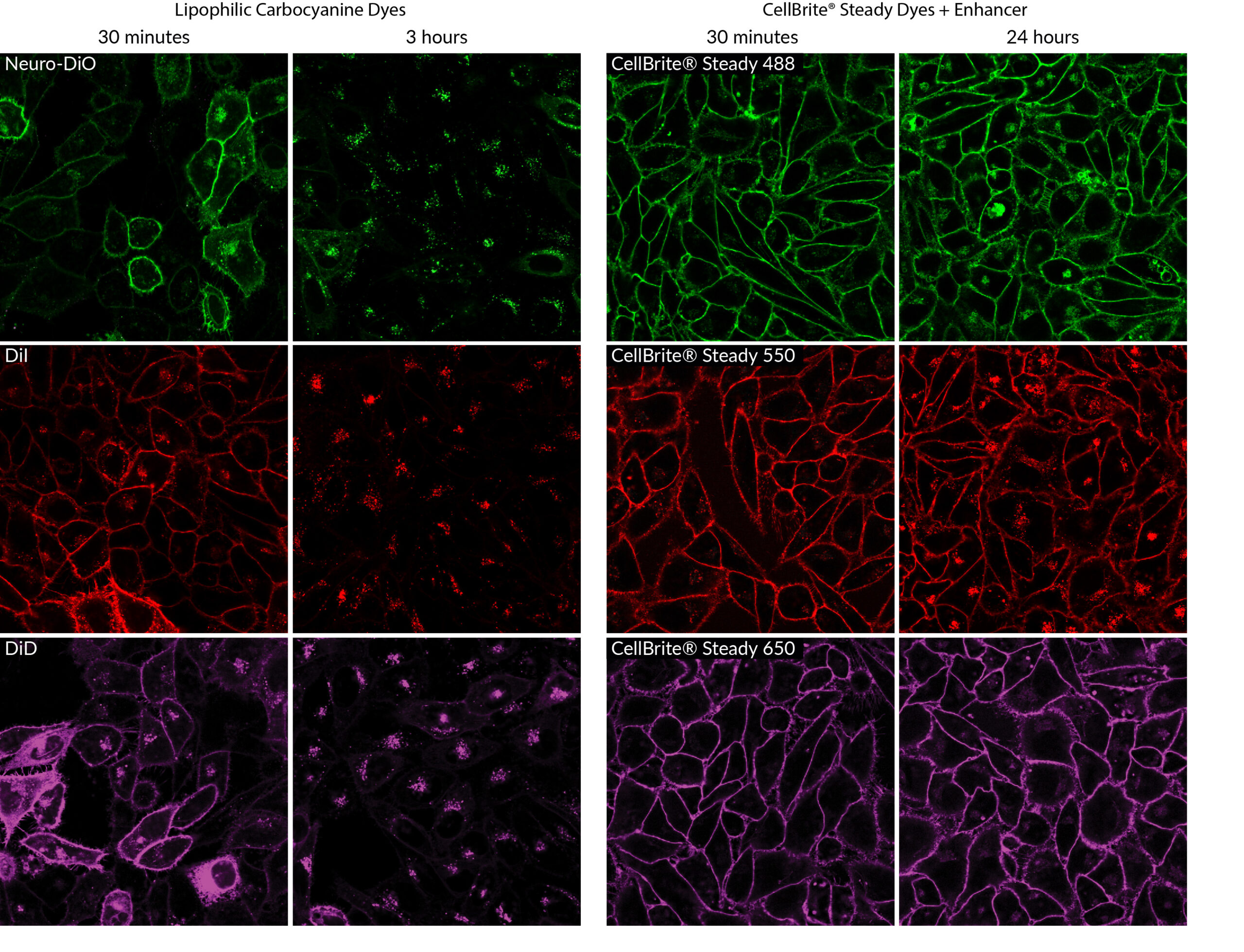 CellBrite® Steady Membrane Staining Kits - Image 5