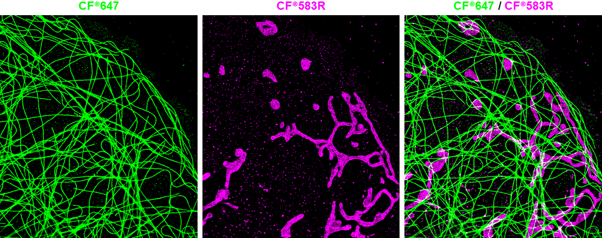 Mix-n-Stain™ STORM CF® Dye Antibody Labeling Kits - Image 2