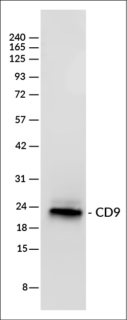 ExoBrite™ CD9 Western Antibody - Image 5