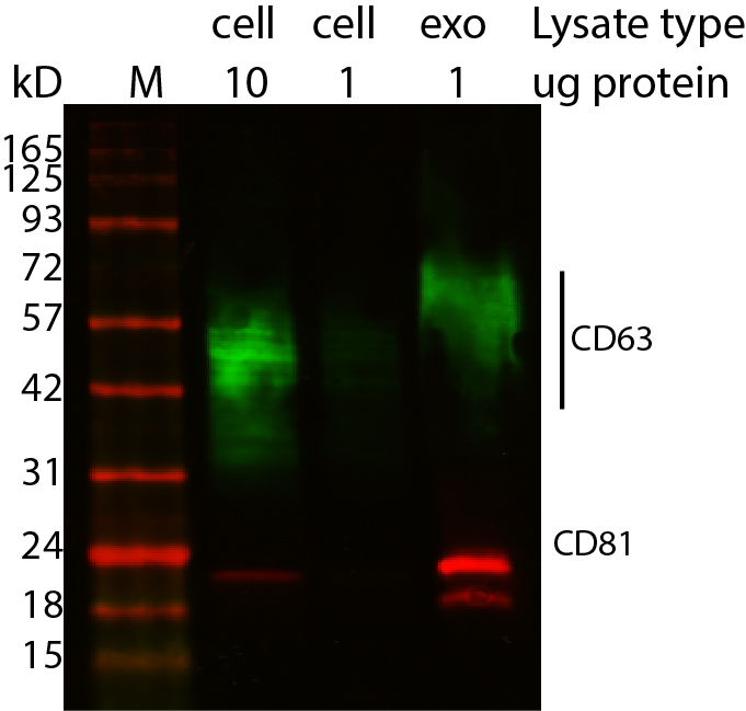 ExoBrite™ CD81 Western Antibody - Image 4