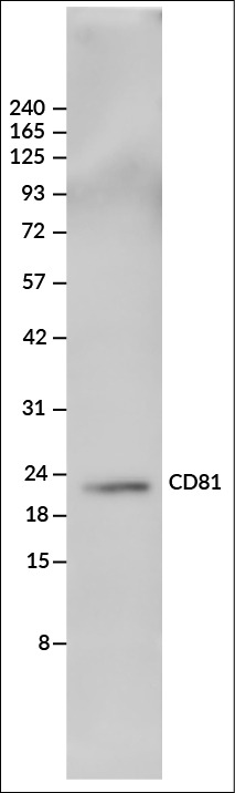 ExoBrite™ CD81 Western Antibody - Image 5
