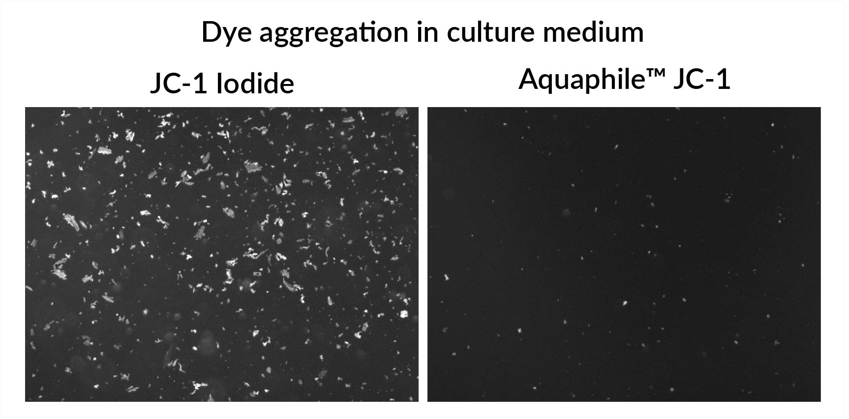 Aquaphile™ JC-1 - Image 4