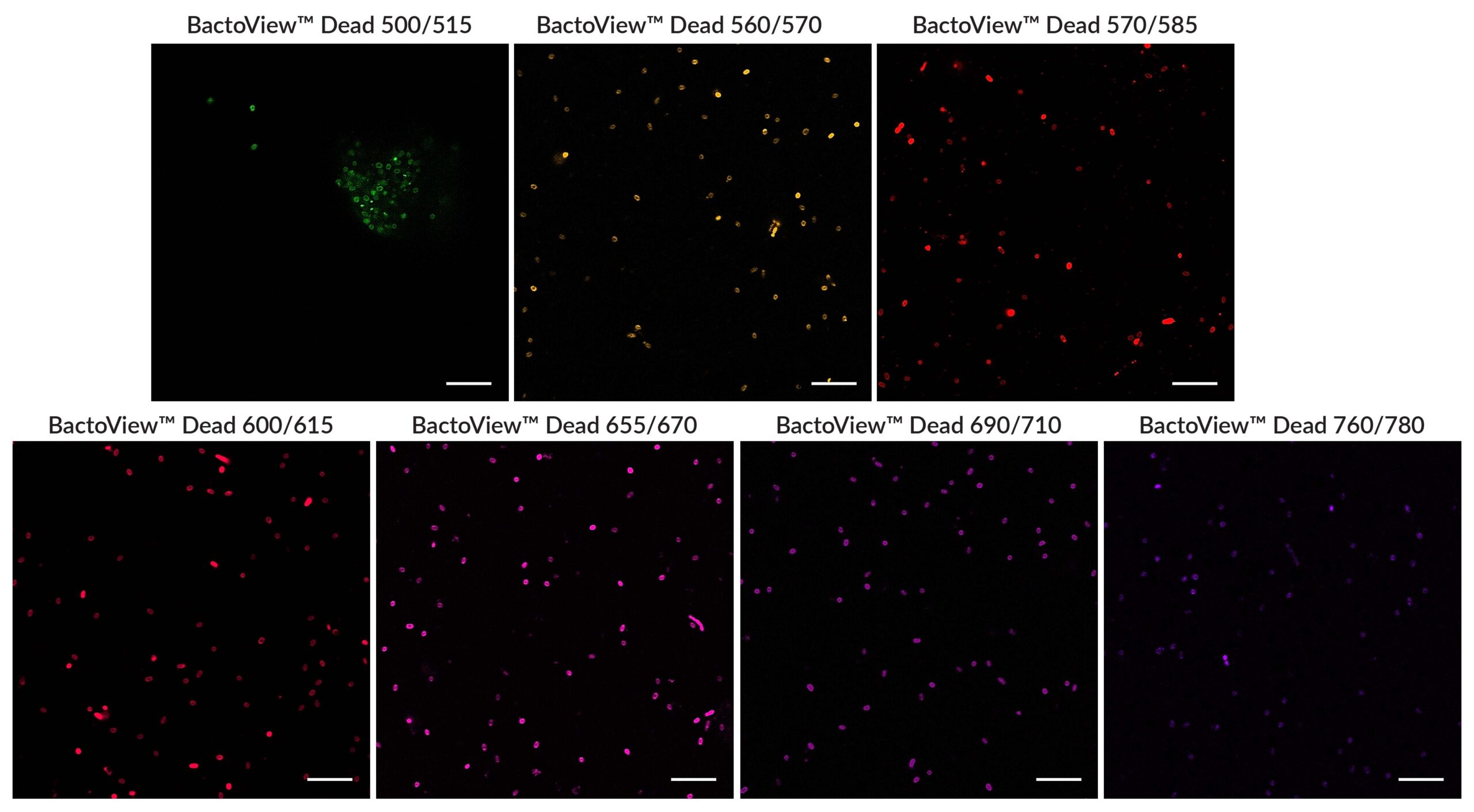 BactoView™ Dead Stains - Image 3