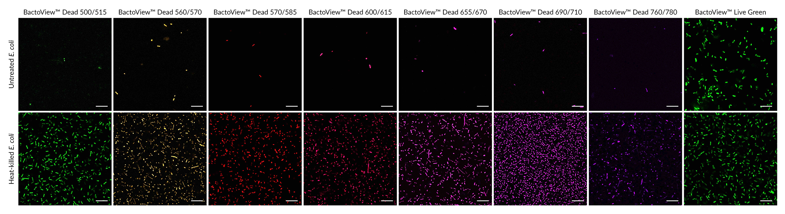 BactoView™ Dead Stains - Image 4