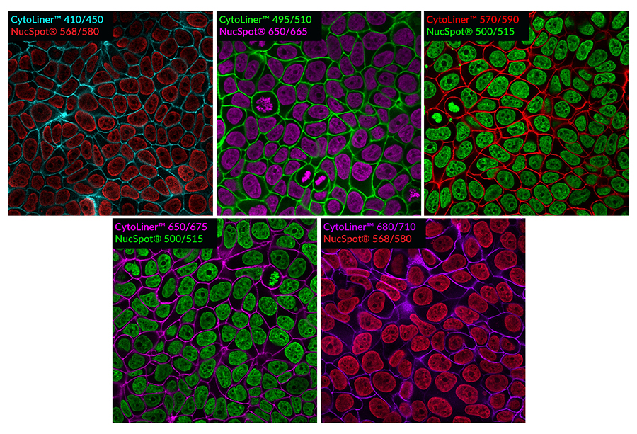 CytoLiner™ Fixed Cell Membrane Stains - Image 4