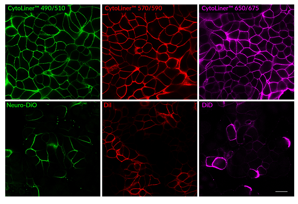 CytoLiner™ Fixed Cell Membrane Stains - Image 10